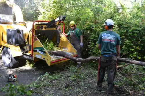 tree services Topanga